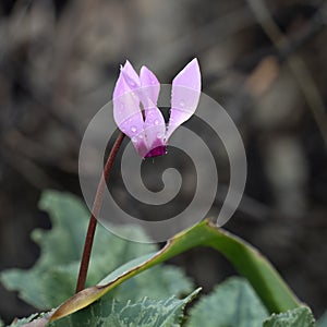 A Wild Cyclamen Wet with Rain Drops