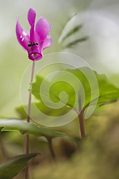 Wild Cyclamen wiith an ant on petals