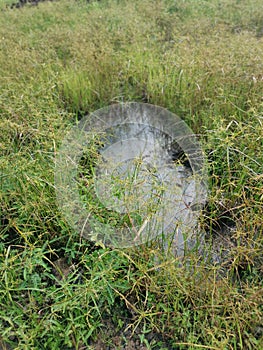 Wild cyperus strigosus grass growing around the muddy fields of puddle.