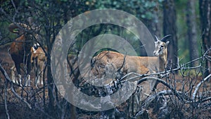 Wild Cyprus mouflons in their natural habitat, Troodos mountains, Cyprus