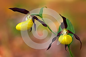 Wild Czech orchid. Lady`s Slipper Orchid, Cypripedium calceolus, flowering European terrestrial wild orchid, nature habitat, detai