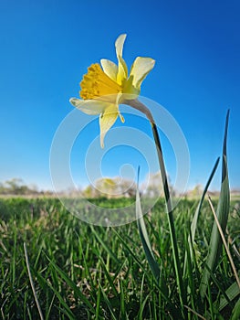 Wild daffodil blooming on a green grass pasture in a sunny spring day. Yellow narcissus plant springtime jonquil symbol