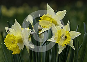 wild daffodil inhabited by small aphid