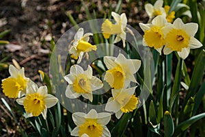 Wild daffodil or Lent lily, Narcissus pseudonarcissus, also called common daffodil or trumpet narcissus, group of yellow flowers
