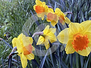 Wild daffodil or Lent lily Narcissus pseudonarcissus, Gelbe Narzisse, Osterglocke oder Ostergloeckchen