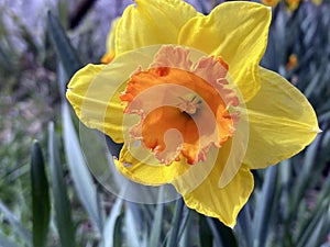 Wild daffodil or Lent lily Narcissus pseudonarcissus, Gelbe Narzisse, Osterglocke oder Ostergloeckchen