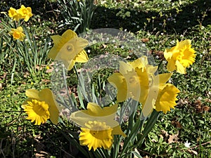 Wild daffodil or Lent lily Narcissus pseudonarcissus, Gelbe Narzisse, Osterglocke oder OsterglÃ¶ckchen