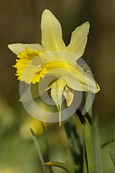 Wild Daffodil - Narcissus pseudonarcissus