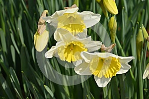 Wild daffodil ( Narcissus pseudonarcissus ) flowers.