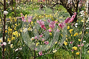 Wild daffodil ( Narcissus pseudonarcissus ) flowers.