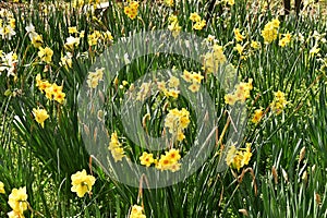 Wild daffodil ( Narcissus pseudonarcissus ) flowers.