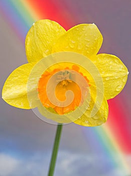 Wild Daffodil and rainbow.