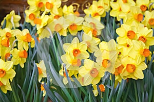Wild daffodil yellow flowers blooming or Narcissus poeticus group in garden background