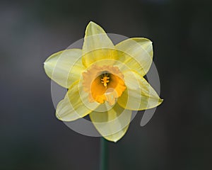 Wild Daffodil yellow petals or Narcissus pseudonarcissus