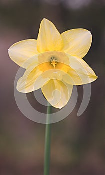 Wild Daffodil yellow petals or Narcissus pseudonarcissus