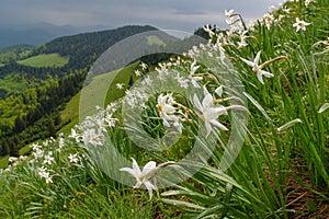 Wild Daffodils Field. Touch Of Spring