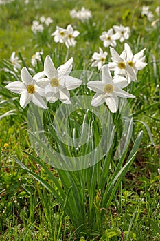 Wild Daffodils Field. Touch Of Spring