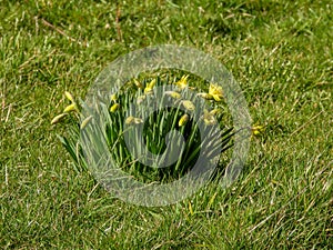 wild daffodils in the grass