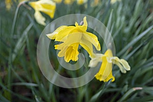 Wild daffodils or lent lilies, also known as narcissus pseudonarcissus, growing naturally in the shady woodlands