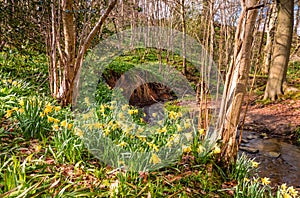 Wild Daffodils in Letah Wood