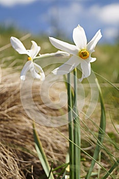 Wild daffodils, narcis - Narcissus radiiflorus