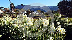 Wild daffodils narcissus, beautiful spring flowers against backdrop of mountains and blue sky, Spain. Beautiful landscape,