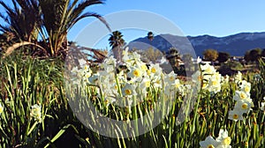Wild daffodils narcissus, beautiful spring flowers against backdrop of mountains and blue sky, Spain. Beautiful landscape