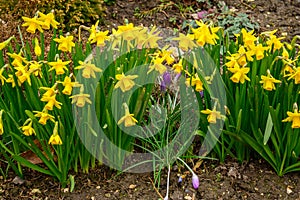 Wild Daffodils Narcissus and a Dutch Crocus Spring Crocus