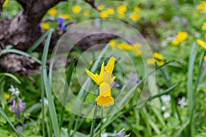 Wild daffodils Narcissus pseudonarcissus