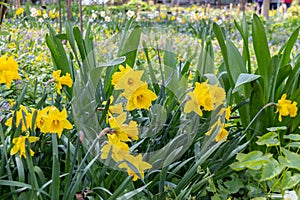 Wild daffodils Narcissus pseudonarcissus