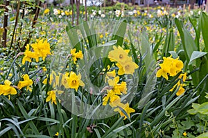 Wild daffodils Narcissus pseudonarcissus