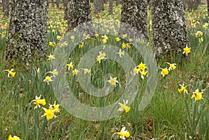 Wild daffodils - Narcissus pseudonarcissus in oak