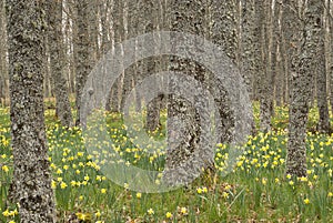 Wild daffodils - Narcissus pseudonarcissus in oak