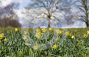 Wild daffodils on a sunny day