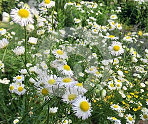 Wild daisies