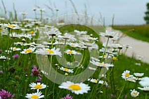 Wild daisies