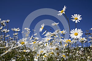 Wild Daisies