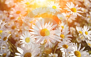 Wild daisies