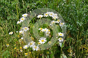 Wild daisies