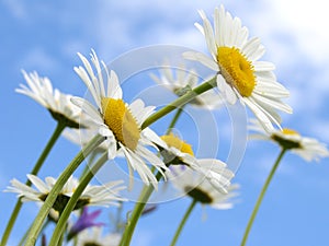Wild daisies