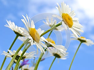 Wild daisies