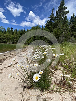 Wild daisies along the shore, Lake of the Woods, Ontario