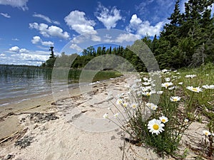 Wild daisies along the shore, Lake of the Woods, Ontario