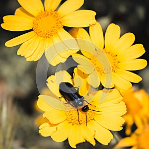 Wild daisies and beetle