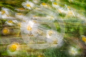 Wild daisies, blurred with intentional camera movement.