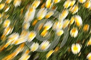 Wild daisies blurred with intentional camera movement