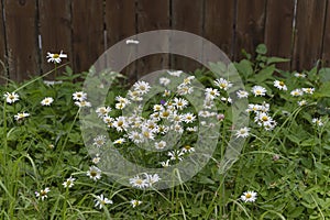 Wild daisies, chamomile by the wooden fence in the garden of cottage. Countryside life stile