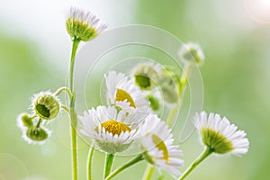 Wild daisies close-up