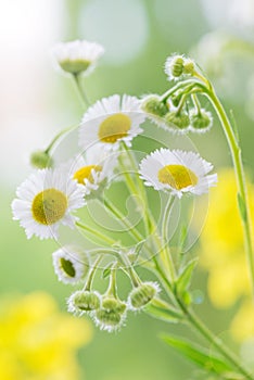 Wild daisies close-up