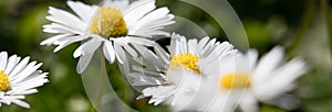 Wild daisies flowers for natural gardening, springtime and sustainable environment